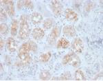 FGF23 (Fibroblast Growth Factor 23) Antibody in Immunohistochemistry (Paraffin) (IHC (P))