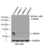 KEAP1 Antibody in Western Blot (WB)