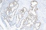 PAX8 Antibody in Immunohistochemistry (Paraffin) (IHC (P))