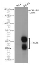 PAX8 Antibody in Western Blot (WB)