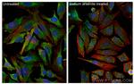 G3BP1 Antibody in Immunocytochemistry (ICC/IF)