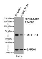 METTL14 Antibody in Western Blot (WB)