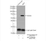 AKT1 Antibody in Immunoprecipitation (IP)