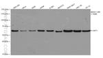 AKT1 Antibody in Western Blot (WB)