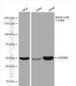 GSDMD Antibody in Western Blot (WB)