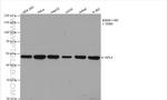 Ribosomal protein L4 Antibody in Western Blot (WB)