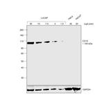 Goat IgG (H+L) Secondary Antibody in Western Blot (WB)