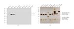 Goat IgG (H+L) Secondary Antibody in Western Blot (WB)