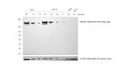 Sheep IgG (H+L) Secondary Antibody in Western Blot (WB)