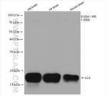 LC3 Antibody in Western Blot (WB)