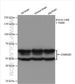 CAMK2D Antibody in Western Blot (WB)