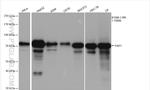 YAP1 Antibody in Western Blot (WB)