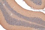 PSD95 Antibody in Immunohistochemistry (Paraffin) (IHC (P))