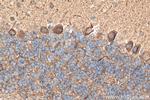 PSD95 Antibody in Immunohistochemistry (Paraffin) (IHC (P))