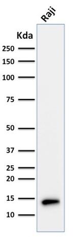 TCL1 Antibody in Western Blot (WB)