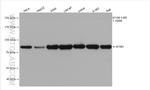 STIM1 Antibody in Western Blot (WB)