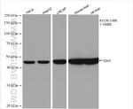 IDH1 Antibody in Western Blot (WB)