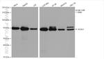 ACSL4 Antibody in Western Blot (WB)