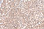 HDAC3 Antibody in Immunohistochemistry (Paraffin) (IHC (P))