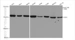 EEA1 Antibody in Western Blot (WB)