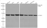 YTHDF2 Antibody in Western Blot (WB)