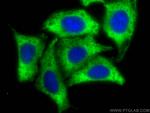 EEF1A1 Antibody in Immunocytochemistry (ICC/IF)