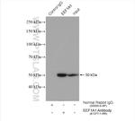 EEF1A1 Antibody in Immunoprecipitation (IP)