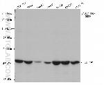 EEF1A1 Antibody in Western Blot (WB)