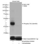 Phospho-TAU (Ser404) Antibody in Western Blot (WB)