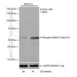 Phospho-SMAD1 (Ser214) Antibody in Western Blot (WB)