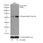 Phospho-SMAD1 (Ser214) Antibody in Western Blot (WB)