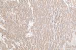 FTO Antibody in Immunohistochemistry (Paraffin) (IHC (P))