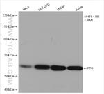 FTO Antibody in Western Blot (WB)