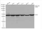 ENO1 Antibody in Western Blot (WB)