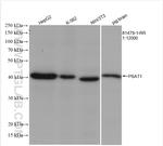 PSAT1 Antibody in Western Blot (WB)