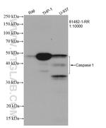 Caspase 1 Antibody in Western Blot (WB)