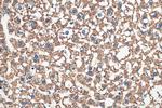 VDAC1/Porin Antibody in Immunohistochemistry (Paraffin) (IHC (P))