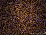 VDAC1/Porin Antibody in Immunohistochemistry (PFA fixed) (IHC (PFA))