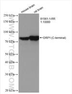 DRP1 Antibody in Western Blot (WB)