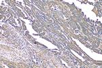 FKBP10/FKBP65 Antibody in Immunohistochemistry (Paraffin) (IHC (P))