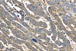 FKBP10/FKBP65 Antibody in Immunohistochemistry (Paraffin) (IHC (P))