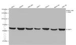 DMT1 Antibody in Western Blot (WB)