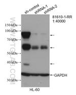 MPO Antibody in Western Blot (WB)