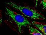 ECHS1 Antibody in Immunocytochemistry (ICC/IF)