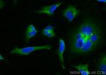 pan-RAS Antibody in Immunocytochemistry (ICC/IF)