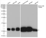 pan-RAS Antibody in Western Blot (WB)