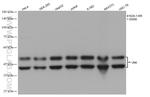 JNK Antibody in Western Blot (WB)