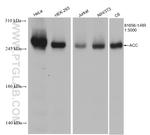 ACC1 Antibody in Western Blot (WB)