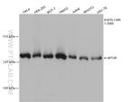 mTOR Antibody in Western Blot (WB)