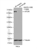 mTOR Antibody in Western Blot (WB)